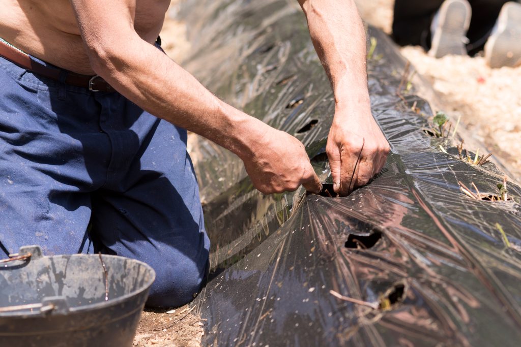 Plástico Agricultura